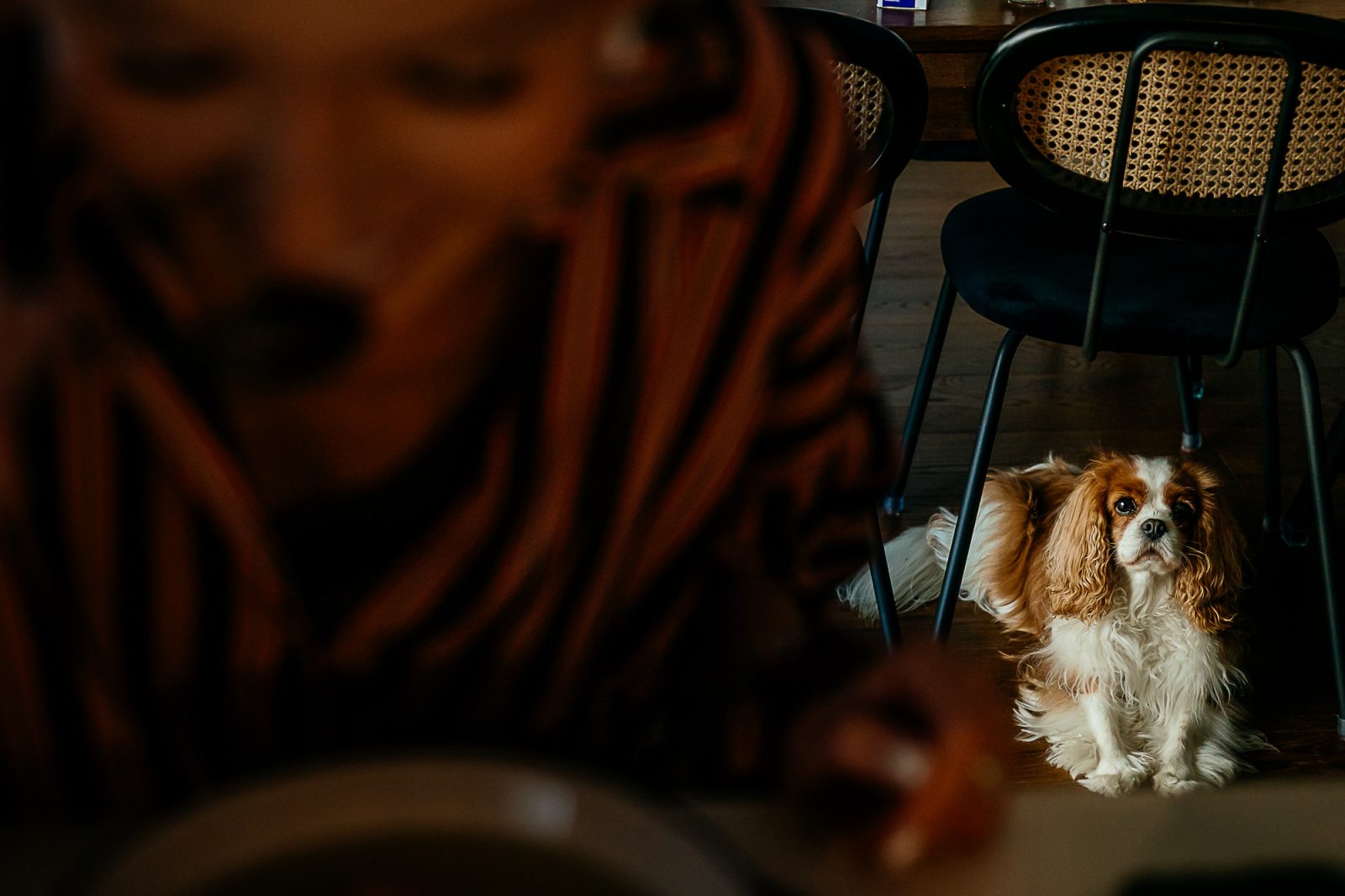  dog storytelling wedding photography, 
