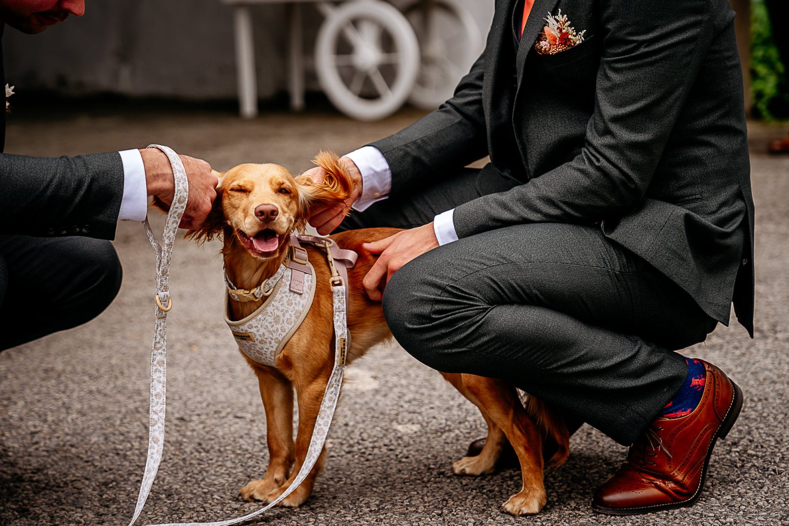 cyte dog at Fairbank wedding barn