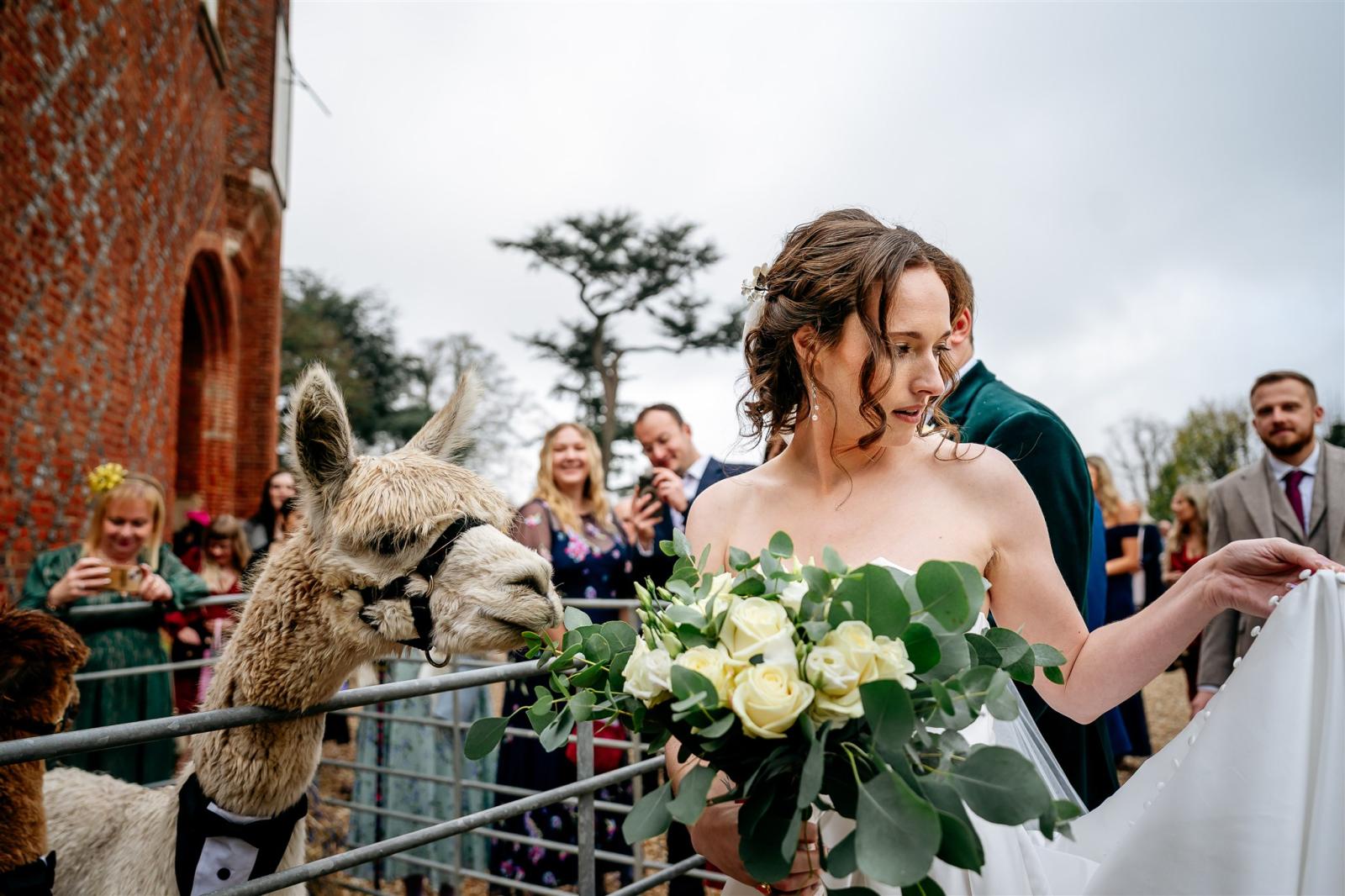 alpacas and bride at farnham castle