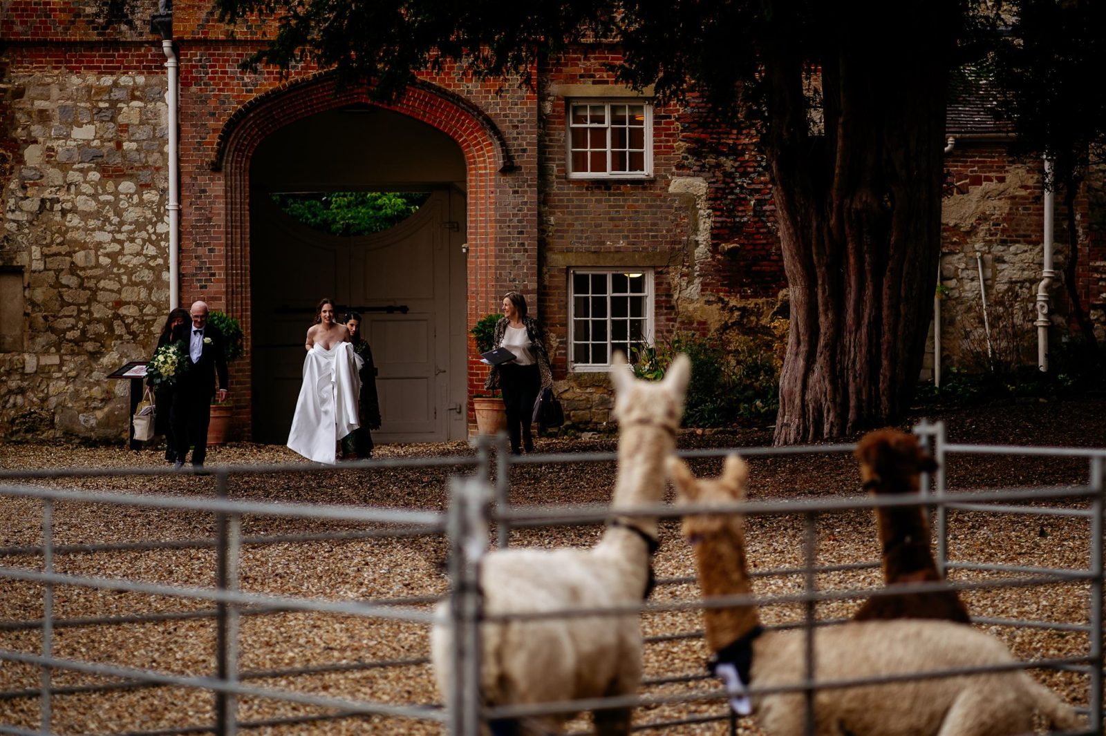 Farnham Castle  alpacas