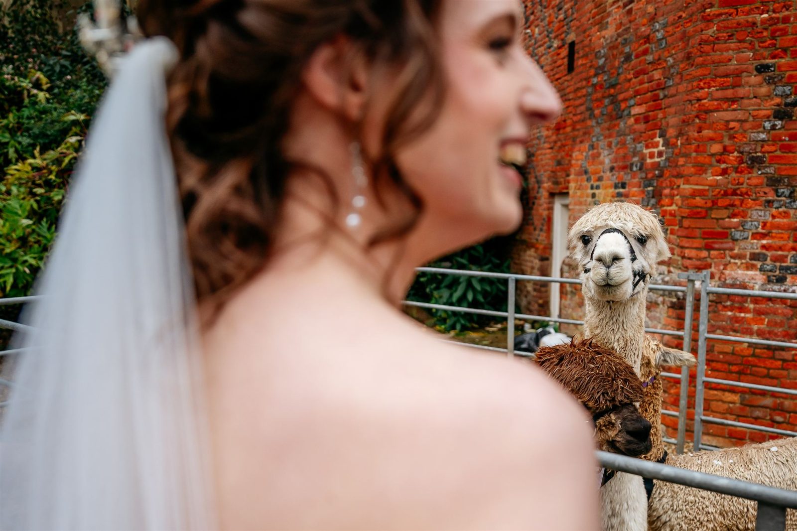 alpacas at farnham castle wedding
