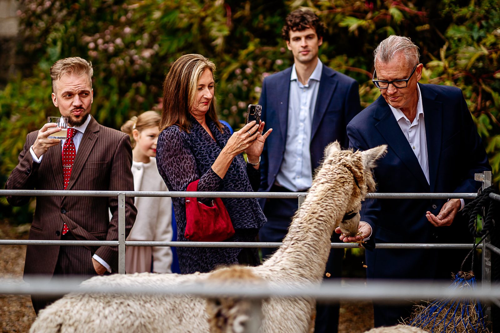 Alpacas at Farnham castle