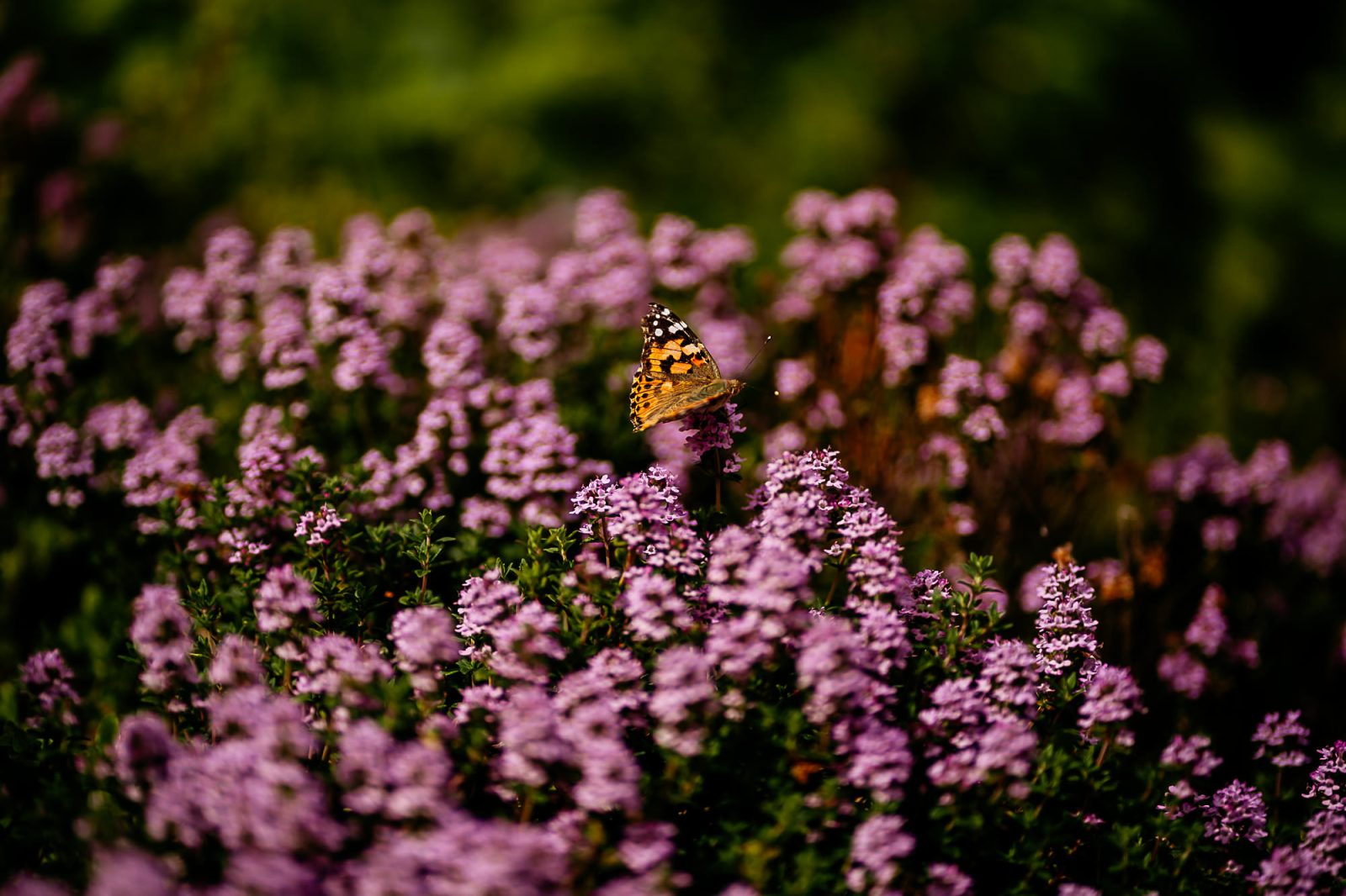 Natural wedding photography